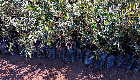 Row of olive tree seedlings in black planting bags arranged on the ground. - Olive Oil Times