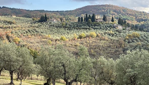Olive trees in a landscape with rolling hills and a distant villa in Tuscany. - Olive Oil Times