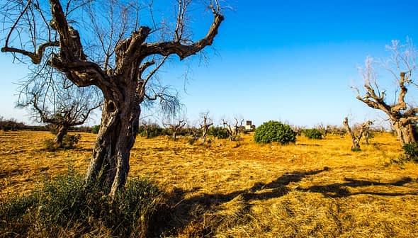 A landscape featuring barren olive trees in a dry field under a clear blue sky. - Olive Oil Times