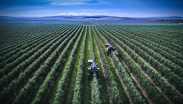 Two tractors working in a green olive orchard with rows of olive trees. - Olive Oil Times