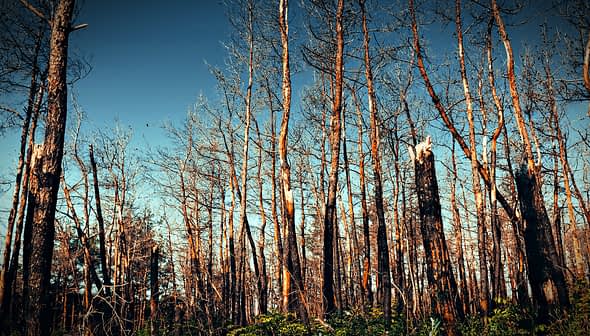 A view of tall, bare trees in a forest against a clear blue sky. - Olive Oil Times