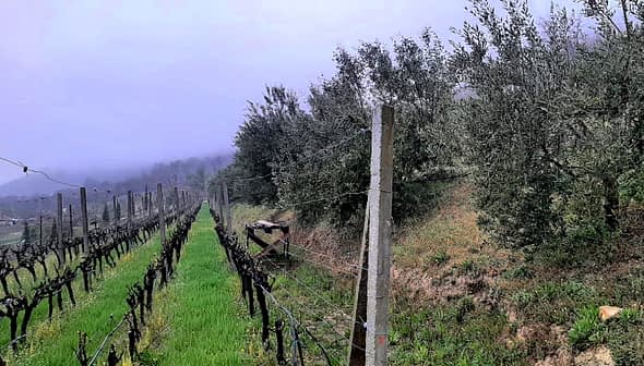 Rows of olive trees and grapevines in a foggy landscape with green grass. - Olive Oil Times