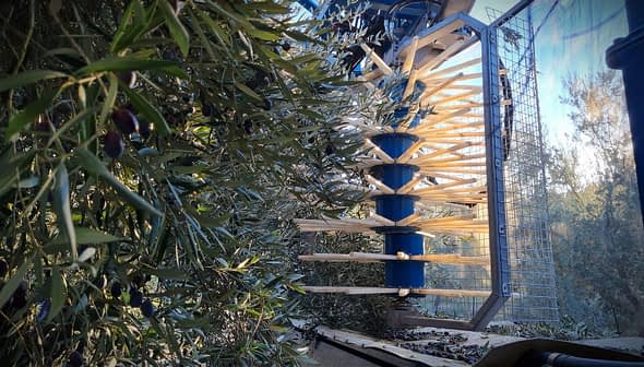 Mechanical olive harvesting equipment positioned among olive trees in an orchard. - Olive Oil Times
