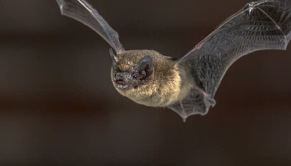 A close-up image of a bat in flight with its wings fully extended. - Olive Oil Times