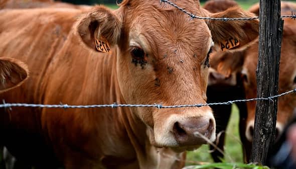 Close-up of a brown cow with ear tags standing near a barbed wire fence. - Olive Oil Times