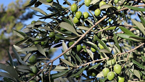 Close-up of an olive tree branch featuring clusters of green olives among leaves. - Olive Oil Times