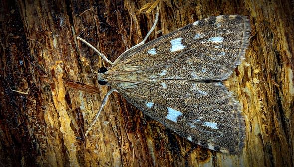A moth with brown and white patterns resting on textured tree bark. - Olive Oil Times