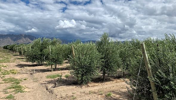 Row of young olive trees growing in an orchard with cloudy skies in the background. - Olive Oil Times