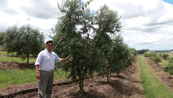 A man in a white shirt standing beside an olive tree in an orchard. - Olive Oil Times