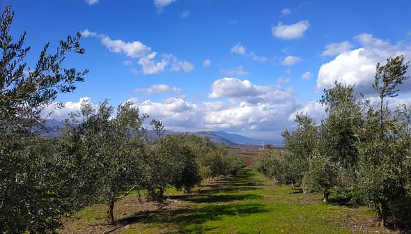 A row of olive trees in a grove under a blue sky with clouds. - Olive Oil Times