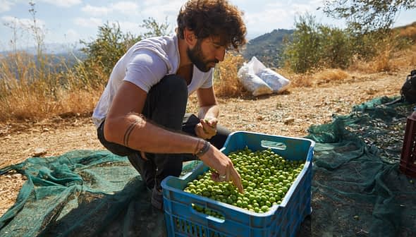 Man sorting freshly harvested green olives in a blue crate during an olive harvest. - Olive Oil Times