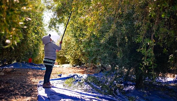 Individual using a pole to harvest olives from trees in an olive grove. - Olive Oil Times