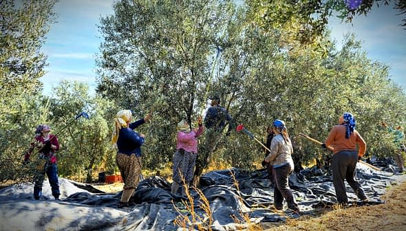 Group of workers harvesting olives from trees in an olive grove with tarps on the ground. - Olive Oil Times