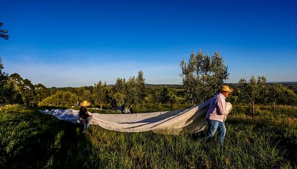 Two individuals wearing hats carrying a large white sheet across a grassy area in an olive grove. - Olive Oil Times