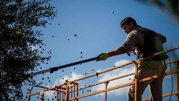 Worker using a mechanical tool to harvest olives from a tree while standing on a platform. - Olive Oil Times