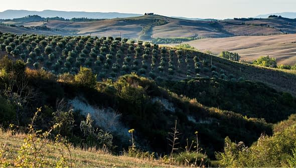 Panoramic view of an olive grove with rolling hills in Tuscany, Italy. - Olive Oil Times