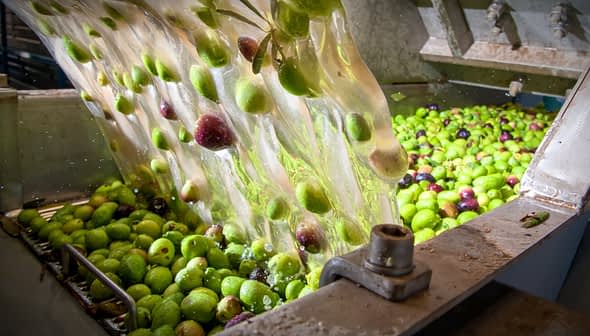 Green and purple olives being processed in a machine during oil extraction. - Olive Oil Times