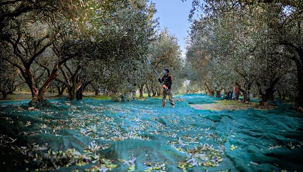 Workers harvesting olives in an orchard with nets spread on the ground to collect fallen olives. - Olive Oil Times