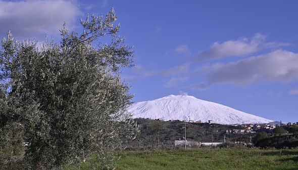 Mount Etna covered in snow with an olive tree in the foreground under a blue sky. - Olive Oil Times