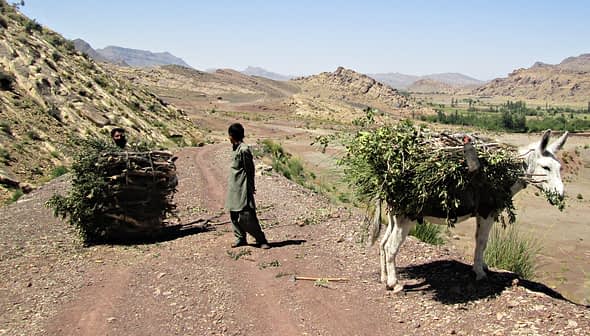 Two individuals on a dirt path with a donkey carrying a load of foliage in a mountainous landscape. - Olive Oil Times