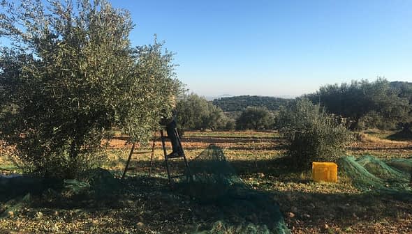 Olive trees in a field with a ladder and harvesting equipment visible. - Olive Oil Times