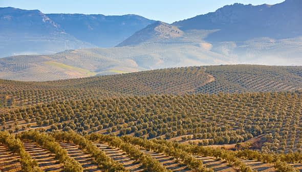 Expansive olive grove with rows of olive trees on rolling hills under a clear sky. - Olive Oil Times