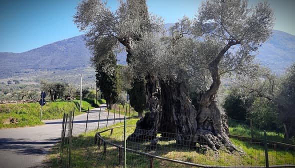 A large, ancient olive tree next to a winding road surrounded by greenery. - Olive Oil Times