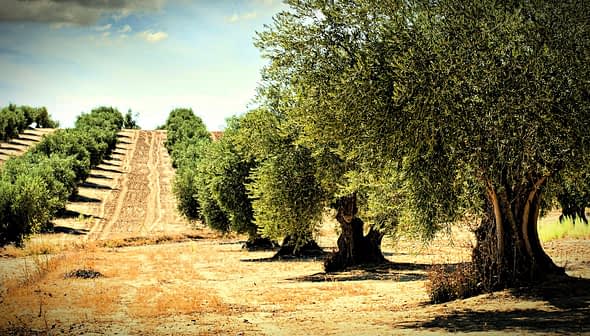 Row of mature olive trees in a dry landscape with a plowed field in the background. - Olive Oil Times