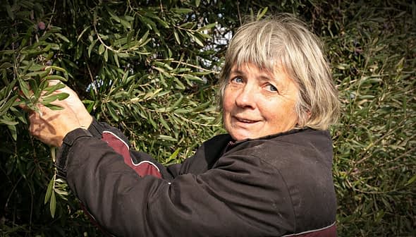 Woman with short gray hair picking olives from an olive tree. - Olive Oil Times