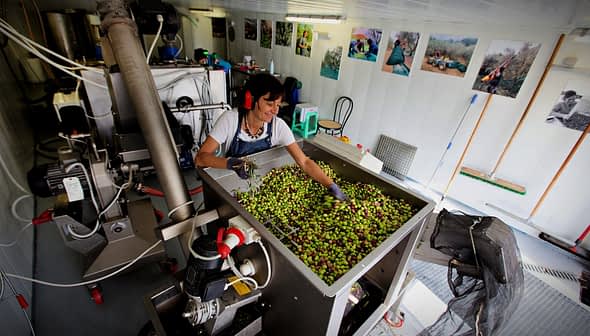 Woman sorting green and black olives in a processing facility with machinery in the background. - Olive Oil Times