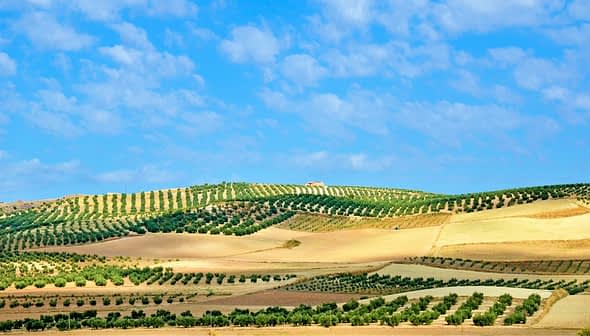 Rolling hills with olive trees arranged in neat rows under a blue sky with clouds. - Olive Oil Times