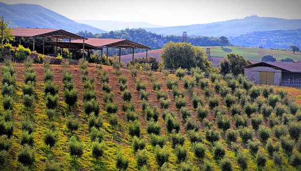 A hillside olive grove with rows of olive trees and structures in the background. - Olive Oil Times