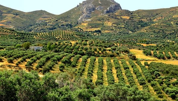 Expansive olive grove with neatly arranged trees on a hillside under a clear sky. - Olive Oil Times