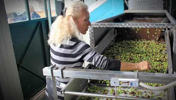 Woman with long blonde hair sorting green and black olives in a processing facility. - Olive Oil Times