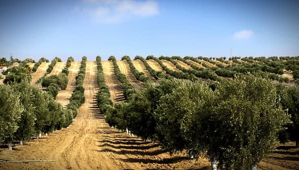 A landscape view of an olive grove featuring neatly arranged rows of olive trees on a hillside. - Olive Oil Times