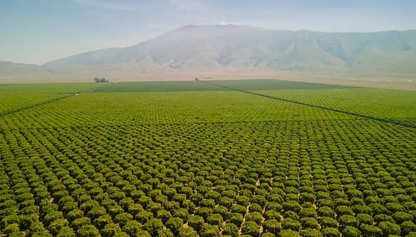 Aerial view of extensive green agricultural fields with a mountain in the background. - Olive Oil Times