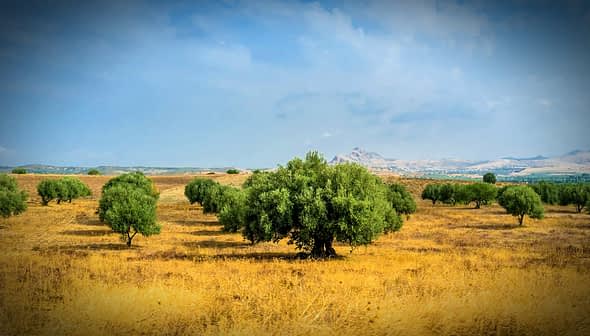 A landscape featuring olive trees in a golden field under a blue sky with clouds. - Olive Oil Times
