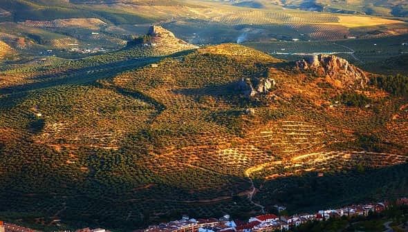 Aerial view of olive groves and hills in a rural landscape with a castle ruin. - Olive Oil Times