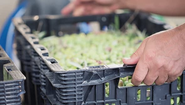 Hands gripping a black plastic crate filled with fresh green produce, possibly herbs or vegetables. - Olive Oil Times