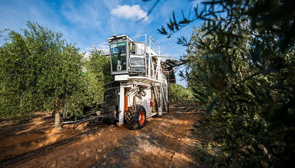 Olive harvesting machine positioned among olive trees in a grove. - Olive Oil Times