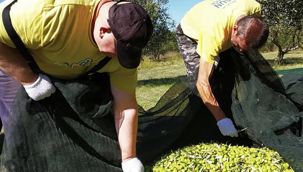 Two individuals in yellow shirts collecting olives from the ground during an olive harvest. - Olive Oil Times