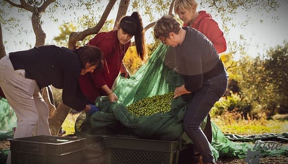 Four women gathering olives from an olive tree into a green net in an outdoor setting. - Olive Oil Times