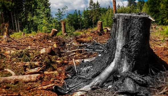 A large tree stump surrounded by cut logs and debris in a deforested area. - Olive Oil Times