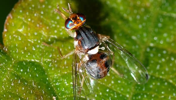 A close-up image of a fly with iridescent eyes resting on a green leaf. - Olive Oil Times