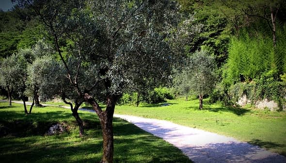 Several olive trees lining a gravel path in a green landscape. - Olive Oil Times