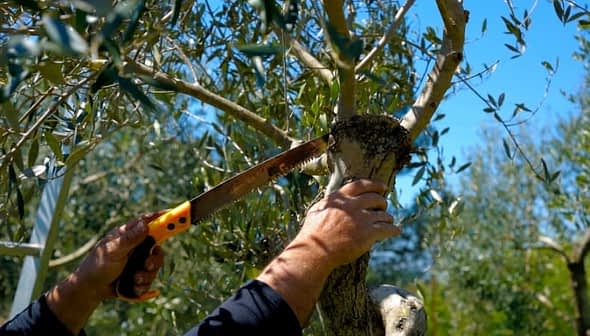 Individual using a hand saw to prune a branch of an olive tree in a garden. - Olive Oil Times