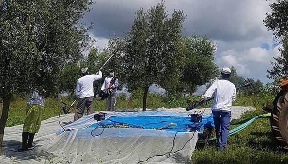 Workers using equipment to harvest olives from trees while standing on a blue tarp. - Olive Oil Times