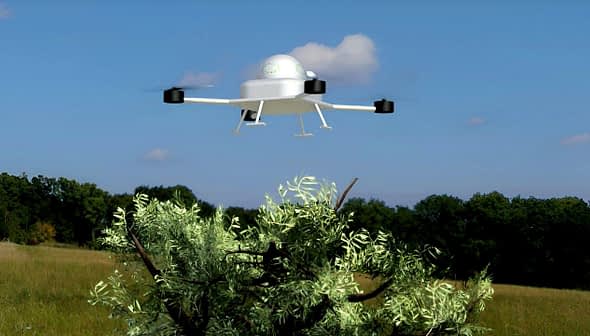 A drone hovering above an olive tree in a grassy field under a clear sky. - Olive Oil Times