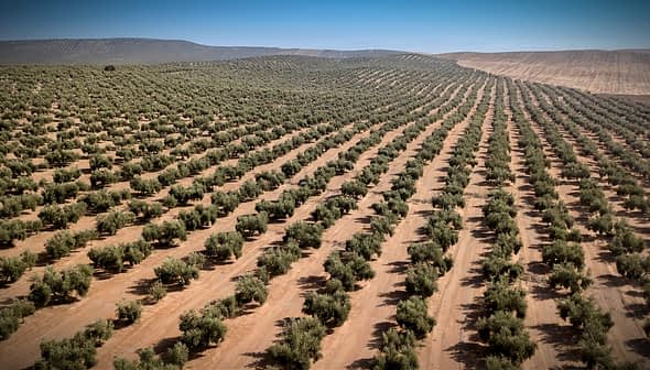 Aerial view of a large olive tree orchard with neatly arranged rows of olive trees. - Olive Oil Times