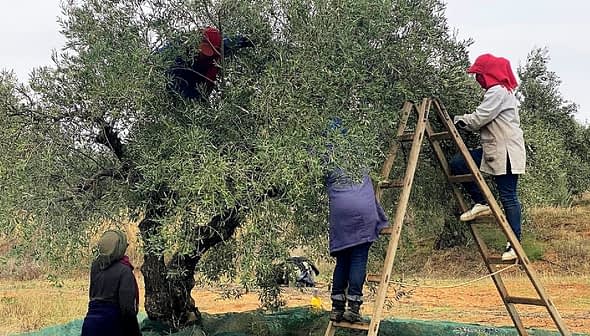 Individuals harvesting olives from a tree using a ladder and nets for collection. - Olive Oil Times